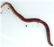 Фотография в Домашние животные Другие животные Красный калифорнийский червь Для производства в Красноярске 0