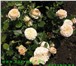 Изображение в Домашние животные Растения Морозостойкие парковые розы почтой осень в Москве 200