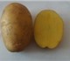 Качественный картофель разных сортов из 