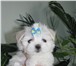 Очень красивые щенки мальтезе 1563673 Мальтийская болонка фото в Москве