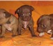Продаются щенки маленькой порды чихуахуа, рожденные 03, 02, 11, девочка - светло шоколадная, маль 67395  фото в Саранске
