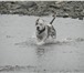 Изображение в Домашние животные Вязка собак Активный породистый кобель, Макс, ищет даму в Красноярске 1