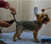 Изображение в Домашние животные Стрижка собак Подстригу Вашу собачку у себя дома без применения в Бердск 600