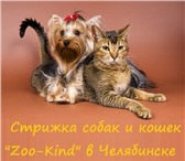 Foto в Домашние животные Услуги для животных Мастера &quot;Zoo-Kind&quot; осуществляют в Челябинске 400