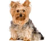 Изображение в Домашние животные Вязка собак Йоркширский терьер, возраст 2 года. Кабель в Дзержинске 1 000