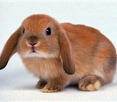Foto в Домашние животные Грызуны Питомник  Рождественский кролик  предлагает в Оренбурге 1 000