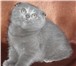 Продаю котят шотландской вислоухой Котята с прекрасными породными данными, идеальный окрас, Приу 69193  фото в Нижнем Новгороде
