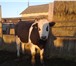 Изображение в Домашние животные Другие животные продам бычков симментальской породы живой в Суровикино 110
