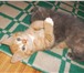 Фотография в  Отдам даром-приму в дар очень игривый котенок  рыжий в полоску,2 в Новоалтайск 0