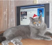 Фотография в Домашние животные Услуги для животных Очаровательный голубой с серебром кот скоттиш-страйт в Заволжье 1 000