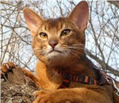Абиссинкая кошка - необыкновенно умная, грациозная, исполненная сознания собственного достоинства 68917  фото в Дубна