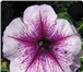 Фото в Домашние животные Растения Продам семена петунии крупноцветковой (Petunia в Краснодаре 0