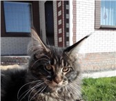 Элитные котята мейн-кун 1164895 Мейн-кун фото в Таганроге