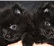 Мохнатые медвежата 2 черных мальчика,  От родителей-чемпионов,  Густые шубки, прекрасный характер, 68111  фото в Москве
