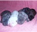 В нашем питомнике родились щенки голубого, платина и черного окрасов, 4 девочки, Щенки с документ 65015  фото в Новосибирске