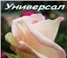 Изображение в Домашние животные Растения Продам саженцы садовых роз. Чайно-гибридные, в Красноярске 130