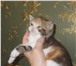 Продам шотландских котят  ( вислоухих и прямокхих) 181913  фото в Костроме