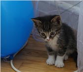 Изображение в Домашние животные Отдам даром Отдам котенка (мальчик) 2 месяца.К лотку в Краснодаре 0