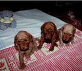 Продам щенков той- пуделя, окрас абрикосовый, шоколадный, Родословная РКФ, первичная вакцинация, 67958  фото в Челябинске