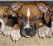 Продаются щенки американского стаффордширского терьера, Родились 28, 08, 10г, Породистые, с докумен 68040  фото в Ростове-на-Дону