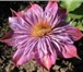 Изображение в Домашние животные Растения Клематис – это многолетняя, обильно и длительно в Сочи 150
