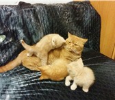 Рыжие и кремовые клубные котята от чемпиона породы 2440438 Британская короткошерстная фото в Санкт-Петербурге
