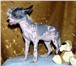 Продаются щенки китайской хохлатой собаки с хорошей родословной,  Девочки,  Возраст 5 месяцев,  Трое с 65389  фото в Москве