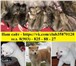 Прекрасных щеночков акита-ину продаю 3781240 Акита-ину фото в Костроме