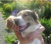 Изображение в Домашние животные Вязка собак Умный здоровый симпатичный пес Юнгур ищет в Челябинске 2 000