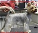 Foto в Домашние животные Стрижка собак Зоосалон "Бишон" предлагает профессиональные в Абаза 1 500
