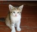 Фотография в Домашние животные Отдам даром отдам красивых, трехцветных котят в хорошие в Астрахани 0