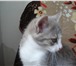Фото в Домашние животные Отдам даром Отдадим в хорошие руки шотландского котенка, в Екатеринбурге 0