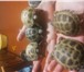 Изображение в Домашние животные Другие животные продам сухопутных черепах не путайте с водяными, в Сыктывкаре 2 500