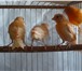Фото в Домашние животные Птички Молодые   здоровые   чистые птицы от красных в Мытищах 2 000