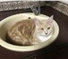 Фотография в Домашние животные Вязка Красивый, опытный котик ищет кошечку для в Екатеринбурге 1