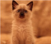 Красивый с мягкой шерсткой котенок помесь невско-маскарадной с сиамским д, р, 18, 11, 2010 к лотку приу 69082  фото в Вологде