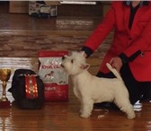 Фото в Домашние животные Вязка собак Молодой кобель 1год и 8 мес с отличной родословной в Челябинске 5 000