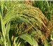 Изображение в Домашние животные Растения ооо «семена юга» продает: 

семена сорго в Краснодаре 625