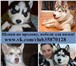 Продаются взрослые собачки и щеночки хаски 3999263 Сибирский хаски фото в Владимире
