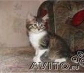 Продам сибирского котенка с документами, вет, паспорт с прививками офо 69500  фото в Санкт-Петербурге