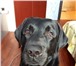 Изображение в Домашние животные Вязка собак Лабрадор ,кобель, окрас чёрный 2.5 года без в Магнитогорске 0