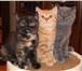 Британские короткошерстные плюшевые котята медвежьего типа: голубой шикарный кот, отличные кошки: 68813  фото в Москве