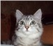 Отдам в Добрые руки котенка Девочку, Окрас черный на серебре, как из рекламы Вискаса, Возраст при 69254  фото в Тюмени