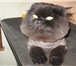 Фото в Домашние животные Услуги для животных стрижка,тримминг(щипка)собак и кошек.подготовка в Ярославле 0