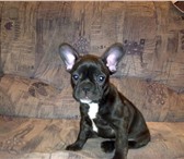 Продам щенка французкого бульдога, девочка, родилась 27, 09, 2010, цвет черный, сделана первая пр 68446  фото в Чите