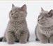 Питомник DIADEMA предлагает Вам Британских короткошерстных котят (Котики и Кошечка),  Окрас голубой 68967  фото в Москве