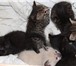 Фотография в  Отдам даром-приму в дар 5 очаровательных котят (мальчики и девочки), в Барнауле 1
