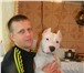 Фото в Домашние животные Вязка собак Вязка Американский стаффордширский терьер в Москве 0