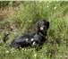 Foto в Домашние животные Вязка собак Ищем мальчика для вязки с молодой таксой. в Астрахани 500