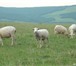 Фотография в Домашние животные Другие животные Овцы породы Северо Кавказская мясо шёрстная в Отрадное 0